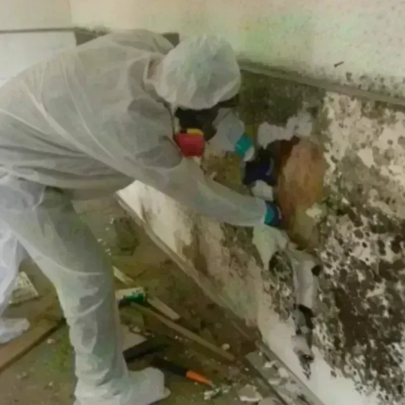 Mold Remediation and Removal in Harding County, SD